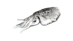 Cuttlefish
