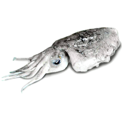 Cuttlefish