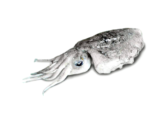 Cuttlefish