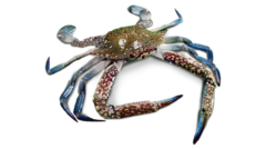 Blue Swimming Crab