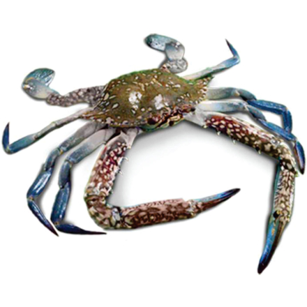 Blue Swimming Crab