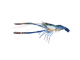 Fresh Water Prawns