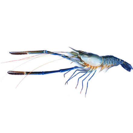 Fresh Water Prawns