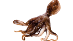 Octopus
