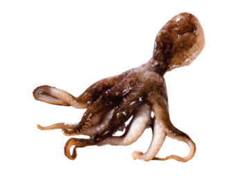 Octopus