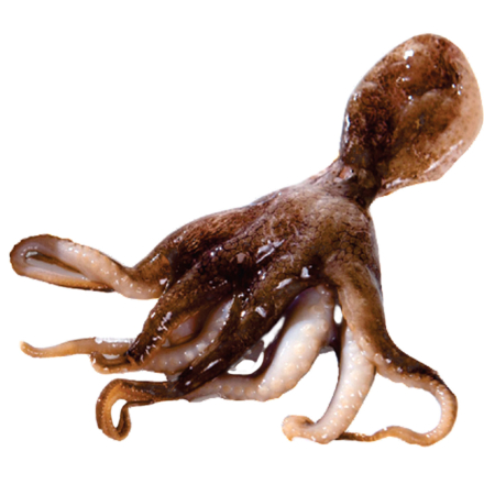 Octopus