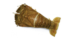 Slipper Lobster