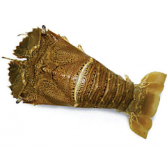 Slipper Lobster