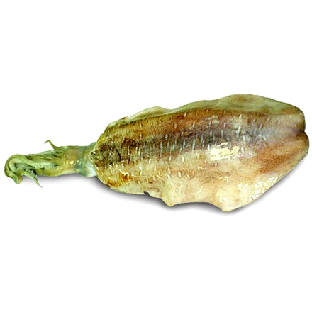 Tondi Squid